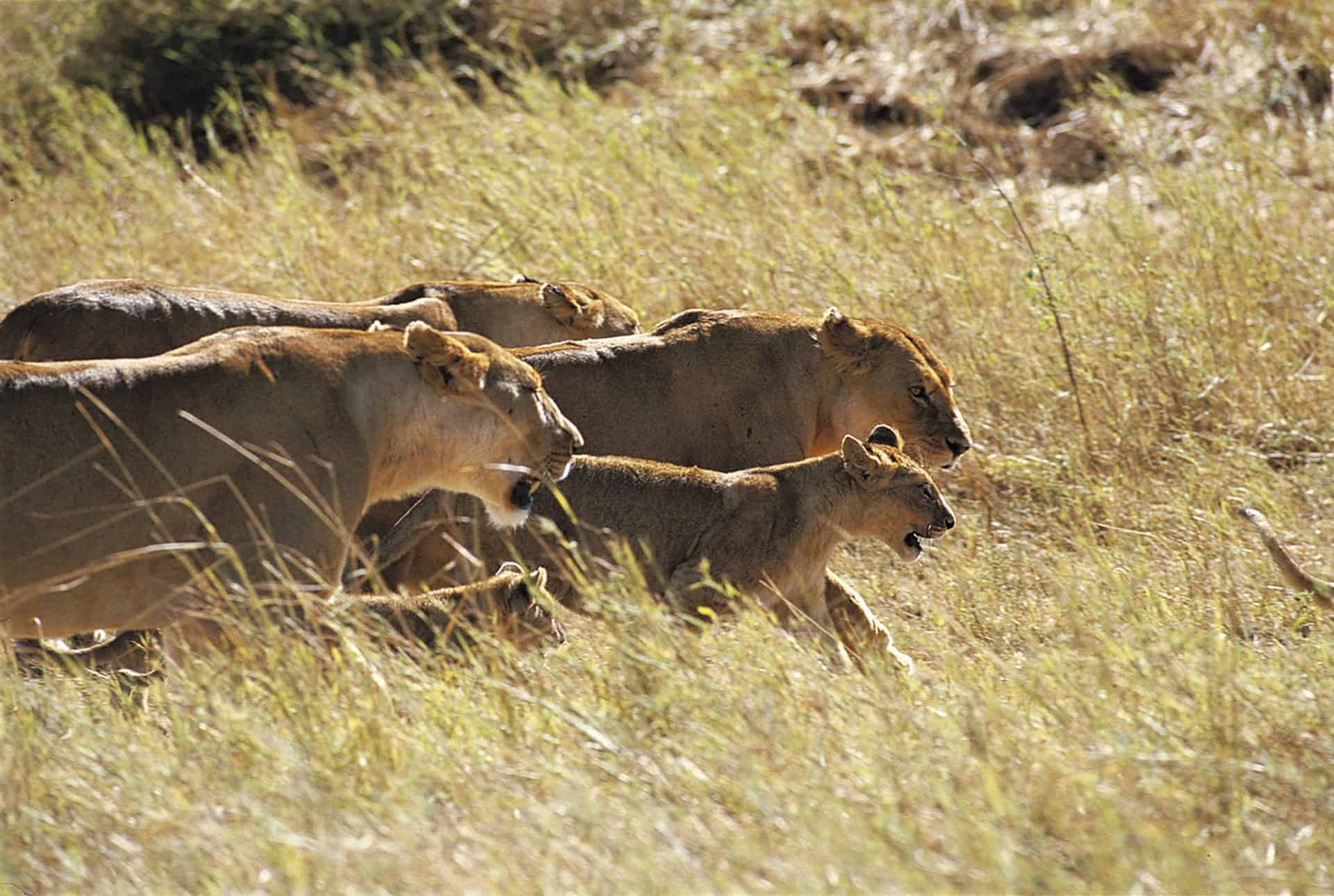Photo Alain Pons
Lions (Panthera leo) - P.N du Serengeti - Tanzanie